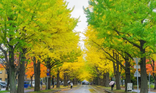 Gingko Avenue- sapporo